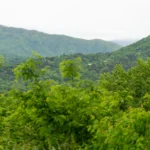 Phong cảnh núi non và cây cối tại Vườn Quốc gia Great Smoky Mountains, chụp bằng máy ảnh Sony A7 III.